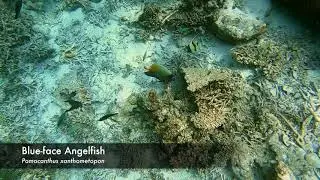 Maldives part 2: Angelfish