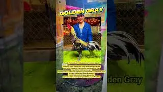 PAKOY GOLDEN GRAY #pakoythai #การเลี้ยงไก่ #1m #viralvideo #jimmywhite #venom #marvel #ayamthailand