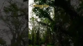 Epic Mt. Makiling Hike &ndash; POV Adventure! #glenrandoms #hiking #traveldocumentary