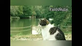 The Cat Who Learned Patience, and the Dog Who Learned Persistence