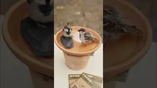 A simple DIY heated bird bath for cold winter. Would you use it in your backyard?💧🐦#mellbree #diy