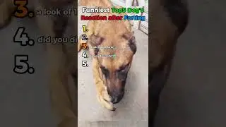 Самые смешные реакции собак после того, как они пукнули💨😂