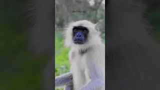 Hanuman Monkey, Gray Langur #monkey #monkeyvideo #hanuman #wildlife #shortsvideo #india