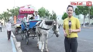 Trải nghiệm thú vị cùng xe ngựa dạo quanh thành phố Pleiku - TinGiaLai.com