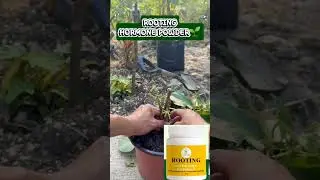 GrowFast Rooting Hormone Powder  100% organic 🌱#GrowFast #Plantito #rootinghormonepowder #gardenhack