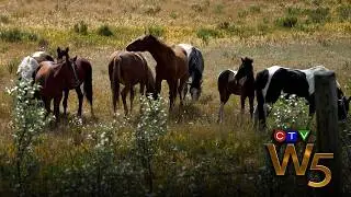 Alberta&rsquo;s controversial plan to control and cull wild horses in the province | From the Archives