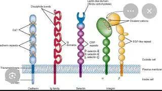 Cell adhesion molecules MSc zoology paper 310 Bbmku 