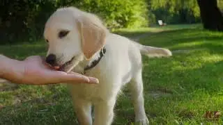 Balancing Work and a New Puppy: How Busy Professionals Can Raise a Happy, Well-Trained Dog