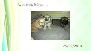 L'album de Jayce