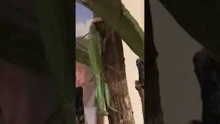 female mantis laying eggs