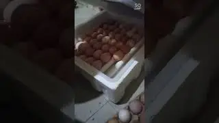 Loading fertile eggs,Incubator Type 48-200 fully automatic