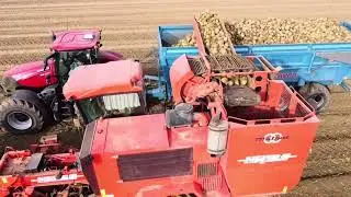 Arrachage Betteraves 2k25 avec matrot M41, Optum 270 et 24T, T7 210 et 21T 