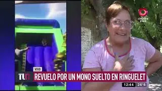Revuelo por un mono suelto en Ringuelet