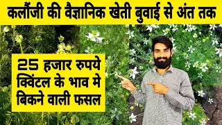 कलौंजी की वैज्ञानिक खेती - बुवाई से अंत तक | Kalonji ki kheti | kala jeera ki kheti | negella seed |