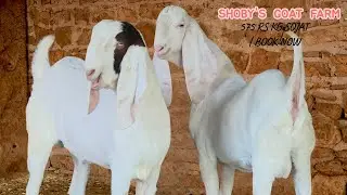 SUPER SOJAT 575 RS KG BY SHOBY'S GOAT FARM | BOOK NOW | WEIGHT ON DELIVERY