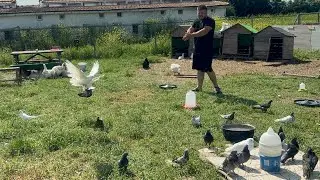 Güvercinleri Uçurdum Yavruları Sizlere Hediye Ediyorum