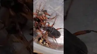 #insects #centipede #bug #spider #pet #nature #usa #army #wildlife