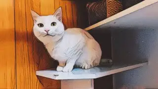 Сознательное без сознательное с Оливкой #cat #catvideo #зоогостиница #cats #catlife 