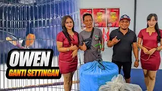 RUBAH SETTINGAN DARI ULAT HONGKONG KE JERMAN - MURAI BATU OWEN❗