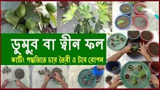 মিশরীয় ডুমুর বা ত্বীন ফলের চারা তৈরী (কাটিং পদ্ধতি) || Bangla