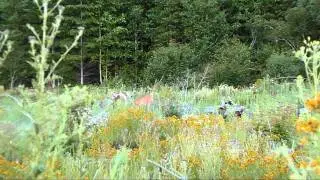 Calling a blacktail doe with fawn distress