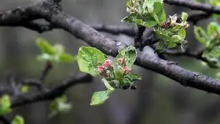 Insect in the Garden | Macro Video Shoot