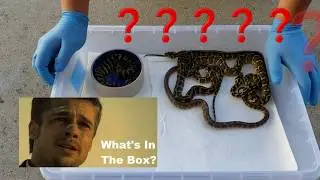 Import Irian Jaya Carpet Pythons