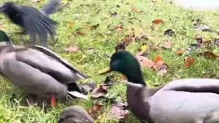 My #crows Are first , then the other #birds arrive one by one #ducks #seagull and a #pigeon