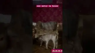 new entry in house #varindavan #cow #gaushala #krishna #radha #shreekrishna #vlog #minivlog