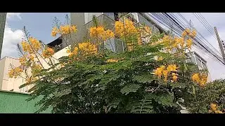 Floresceram na Cidade e São Simplesmente Encantadoras!
