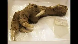 Upland Moa