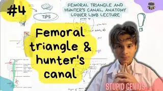 Femoral triangle and hunter's canal, Anatomy lower limb lecture 04 - StupidGenius