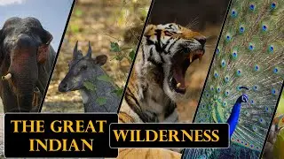 The Great Indian Wilderness