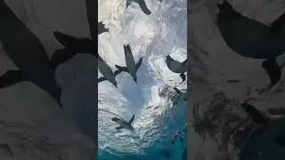 flying penguin Japanese Penguins This is Tokyo Ikebukuro Sunshine Aquarium