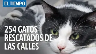 Terminó el viacrucis para 254 gatos rescatados en Santa Marta