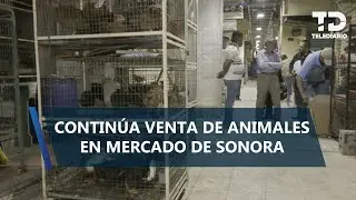 Con negocios cerrados y jaulas vac&iacute;as, persiste venta de animales en Mercado de Sonora