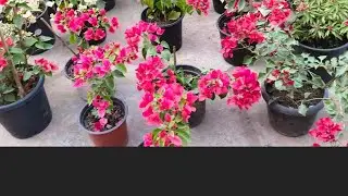 New year ka 1st buagganvila flower market ❣️|| Wednesday flower market dimapur nagaland ❣️🥰