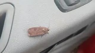 Large Yellow Underwing Moth
