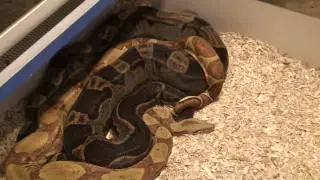 Boaconstrictor.com Video Blog Motley het T Positive Breeding