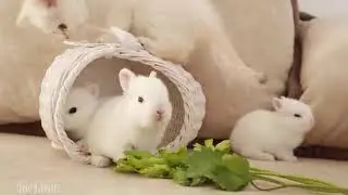 #World Fanny #Cutness #Cute Amazing Animals hear ❤️ love Cuteness ❤️❤️