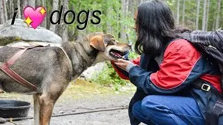 A Day at Alaska's Musher Camps