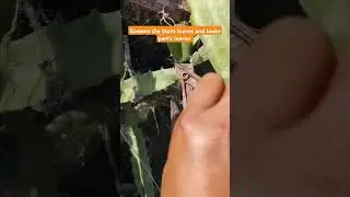 Pruning of dragon leaves #pruning #dragonplant #shortsfeed #shorts #garden