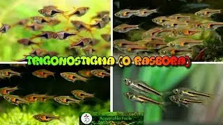 Trigonostigma (o Rasbora)