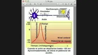 Temas de Neurofisiología: potencial de acción