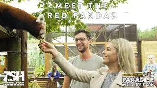 Meet The Red Pandas Experience At Paradise Wildlife Park