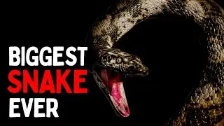 The Rise and Fall of Titanoboa &ndash; Extinction of the Largest Snake Ever | Prehistory Documantary