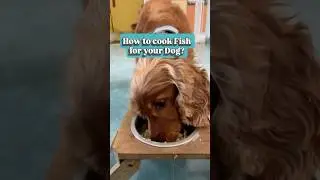 How to COOK Fish for your DOG? Ft-Sardines🐠#dogfood #petsvlog #recipe