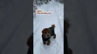 I think, I like this little dog  #щенок #пудель #собака #puppy #poodle #dog #милыесобаки