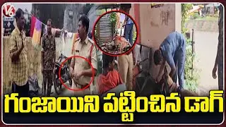 Police Inspection with Dog Squad At Manuguru, Caught 2 KG Ganja  | Bhadradri Kothagudem |  V6 News