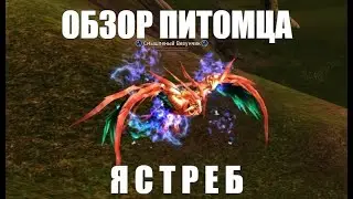 Обзор питомца - Ястреб. Lineage 2 Essence Fluffy Reinforcement